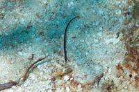 Cosmocampus albirostris (Shortfin Pipefish)