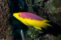 Bodianus rufus (Spanish Hogfish)