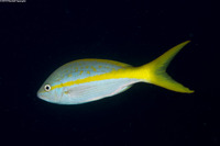 Ocyurus chrysurus (Yellowtail Snapper)