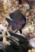 Stegastes diencaeus (Longfin Damselfish)