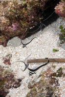 Equetas punctatus (Spotted Drum)