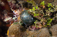 Valonia ventricosa (Sea Grape)