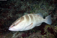 Epinephelus striatus (Nassau Grouper)