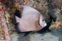 Pomacanthus arcuatus (Gray Angelfish)