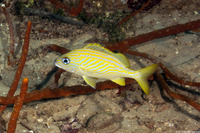 Haemulon flavolineatum (French Grunt)