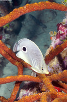 Chaetodon capistratus (Foureye Butterflyfish)