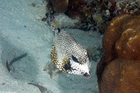 Lactophrys triqueter (Smooth Trunkfish)