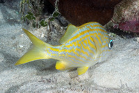 Haemulon flavolineatum (French Grunt)
