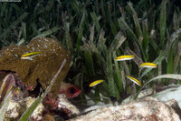 Thalassoma bifasciatum (Bluehead)