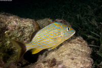 Haemulon sciurus (Bluestriped Grunt)