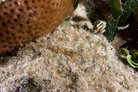 Metapenaeopsis goodei (Velvet Shrimp)