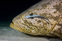 Epinephelus itajara (Goliath Grouper)