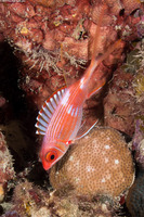 Holocentrus rufus (Longspine Squirrelfish)