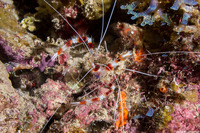 Stenopus hispidus (Banded Coral Shrimp)