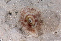 Anamobaea orstedii (Splitcrown Feather Duster)