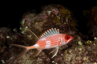 Holocentrus rufus (Longspine Squirrelfish)