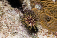 Echinometra viridis (Reef Urchin)