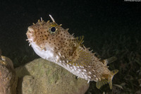 Chilomycterus antennatus (Bridled Burrfish)
