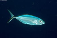 Caranx ruber (Bar Jack)