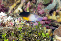 Stegastes partitus (Bicolor Damselfish)
