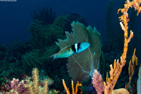 Thalassoma bifasciatum (Bluehead)