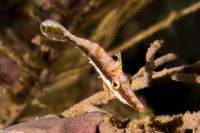 Monacanthus tuckeri (Slender Filefish)
