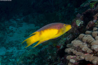 Bodianus rufus (Spanish Hogfish)