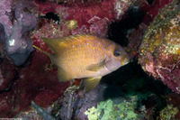 Microspathodon chrysurus (Yellowtail Damselfish)