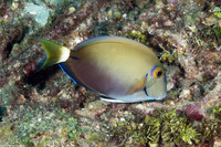 Acanthurus tractus (Ocean Surgeonfish)
