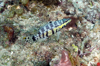 Serranus tigrinus (Harlequin Bass)