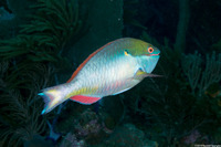 Sparisoma aurofrenatum (Redband Parrotfish)
