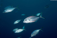 Caranx ruber (Bar Jack)