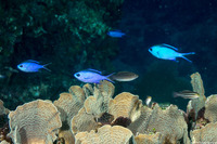 Chromis cyanea (Blue Chromis)