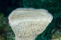 Niphates digitalis (Pink Vase Sponge)