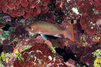 Lutjanus mahogoni (Mahogany Snapper)