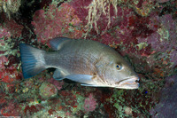 Lutjanus cyanopterus (Cubera Snapper)