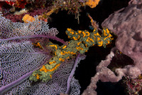 Parazoanthus swiftii (Golden Zoanthid)