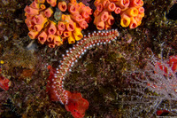 Hermodice carunculata (Bearded Fireworm)