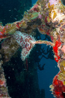 Anamobaea orstedii (Splitcrown Feather Duster)