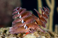 Spirobranchus giganteus (Christmas Tree Worm)