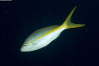 Ocyurus chrysurus (Yellowtail Snapper)