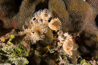 Bispira brunnea (Social Feather Duster)