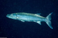 Sphyraena barracuda (Great Barracuda)