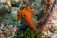 Hippocampus reidi (Longsnout Seahorse)