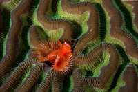 Pomatostegus stellatus (Star Horseshoe Worm)