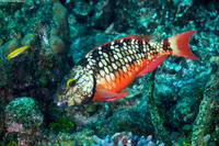 Sparisoma viride (Stoplight Parrotfish)