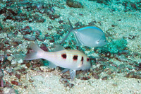 Pseudupeneus maculatus (Spotted Goatfish)