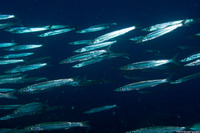 Sphyraena picudilla (Southern Sennet)