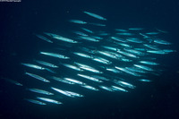 Sphyraena picudilla (Southern Sennet)