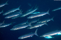 Sphyraena picudilla (Southern Sennet)